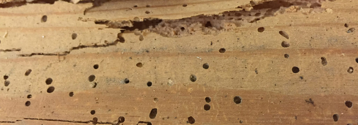 Wood showing woodworm