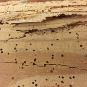 Wood showing woodworm